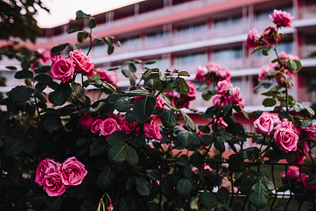 Roses of Bulgaria thumbnail