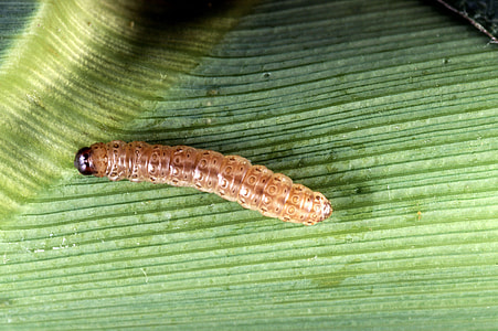 Caterpillar of European Corn Borer - Ostrinia nubilalis thumbnail