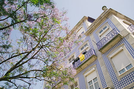 low angle photo of beige and black high rise building under clear sky near pink petaled tree thumbnail