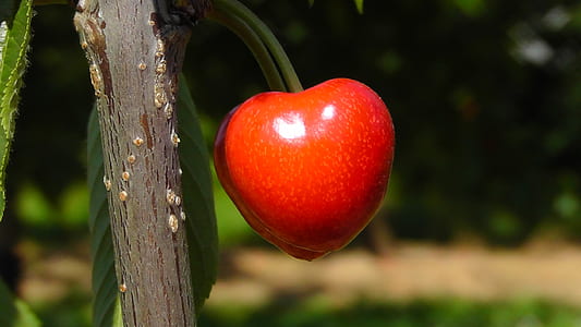 close-up photography of red fruit thumbnail