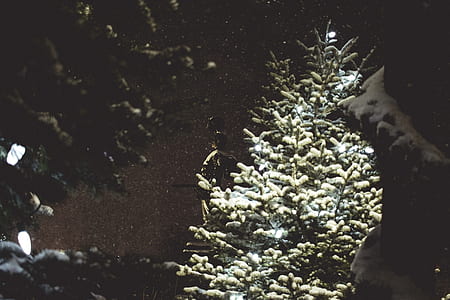 green snow covered Christmas Tree thumbnail