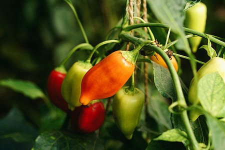 orange and green bell peppers thumbnail