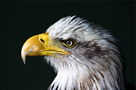 white eagle thumbnail