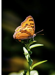 Brown and Gray Butterfly Perching on Plant thumbnail