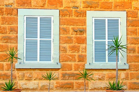green plants near windows thumbnail
