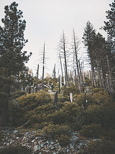 withered and green leafed trees thumbnail