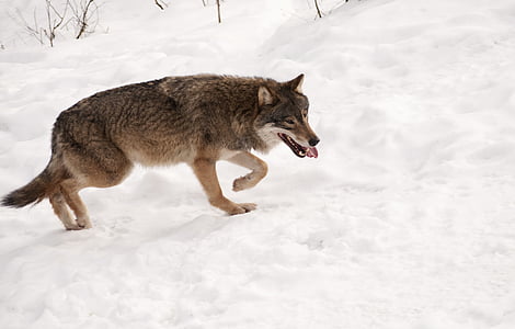 brown and black wolf walking on snow thumbnail