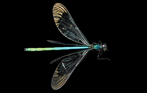 close-up photography of blue dragonfly thumbnail
