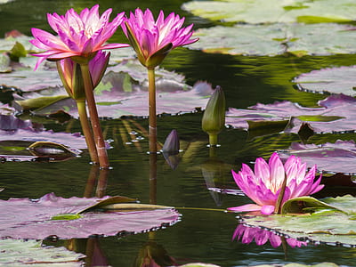 closeup photo of purple-and-white lotus flowers thumbnail