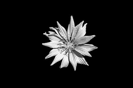 white petaled flower against black background thumbnail