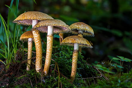 brown mushrooms beside grass thumbnail