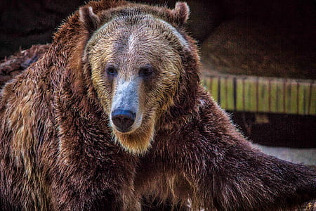 grizzly bear thumbnail