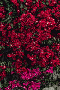 Red flowers of bougainvillea tree, Portugal thumbnail
