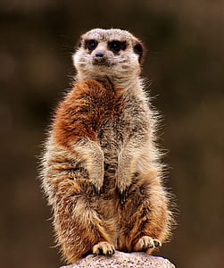depth of field photography of brown lemur thumbnail