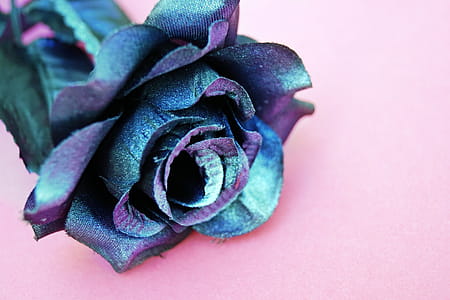 Blue and Purple Silk Rose Flower on Pink Surface thumbnail