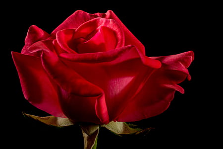 red rose flower digital wallpaper thumbnail