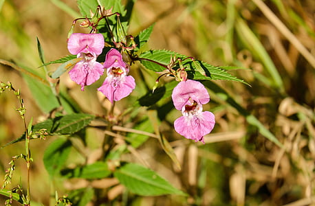 pink petaled flowers thumbnail