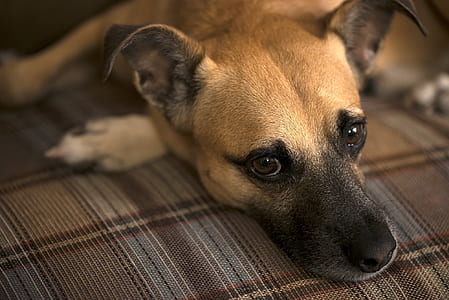 brown dog thumbnail