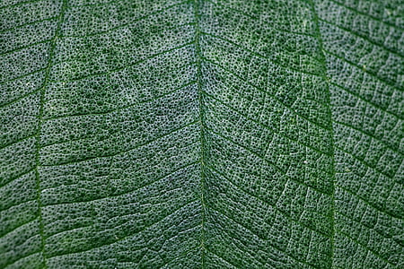 leaf, macro, green, texture, light, close-up thumbnail