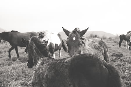 grayscale photography of horses thumbnail