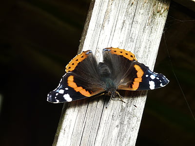 selective focus photography of black and white admiral butterfly thumbnail