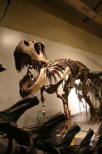 brown dinosaur fossil display thumbnail