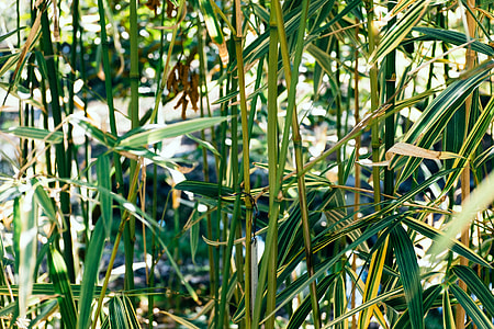 Bamboo bushes thumbnail