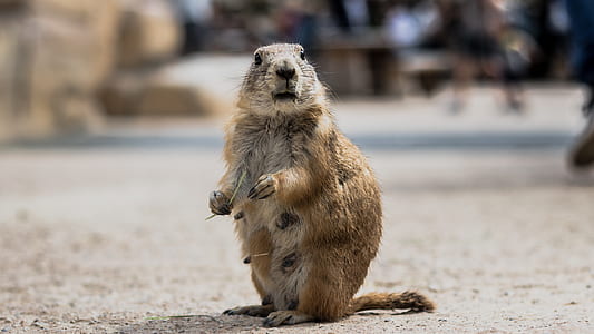 rodent animal thumbnail