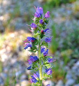 Echium Vulgare, Spring Flowers thumbnail