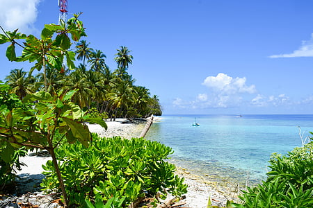 green leaf plants beside body of water during daytime thumbnail