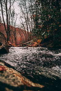 forest trees thumbnail