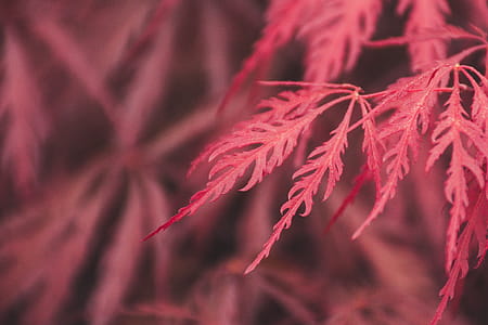 Selective Focus Photography Of Red Leaves thumbnail