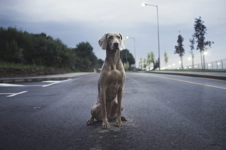 gray weimaraner sitting on pathway thumbnail