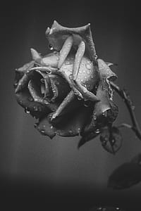 grayscale photo of a rose thumbnail