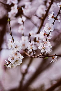 closeup photography of white cherry blossoms thumbnail