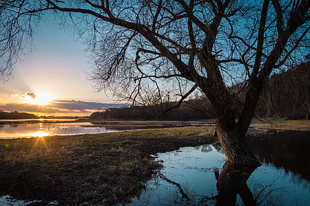bare tree during sunrise thumbnail