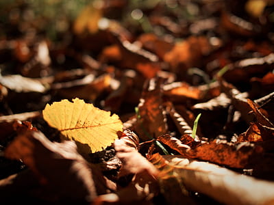 dried leaves on ground thumbnail