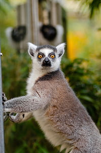 Close Up Photography of Lemur during Daytime thumbnail