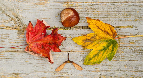flat lay photography of two green and red leaves beside round red fruit thumbnail