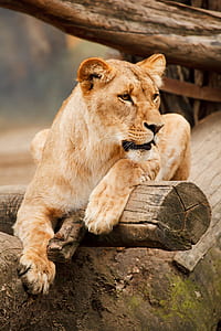 photo of adult lioness thumbnail