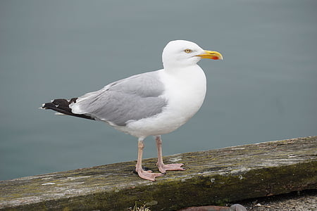 white seagull thumbnail