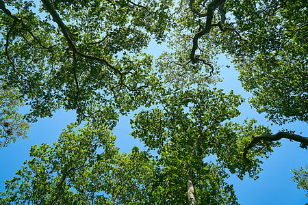 worm eye's photography of green leaf tree thumbnail