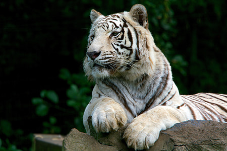 white tiger on stone thumbnail