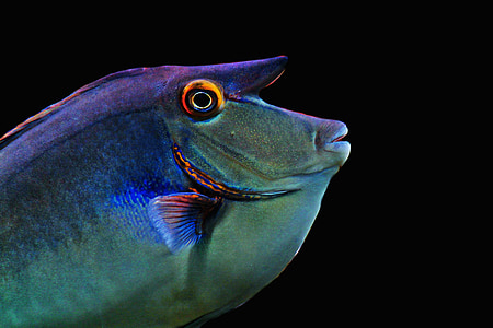 blue and green fish thumbnail