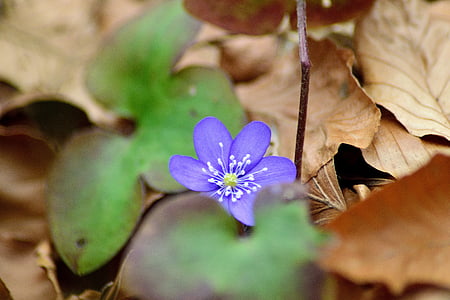 macro shot of purple flower thumbnail