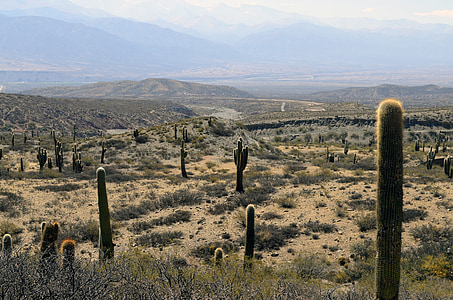 green cacti field during daytime thumbnail