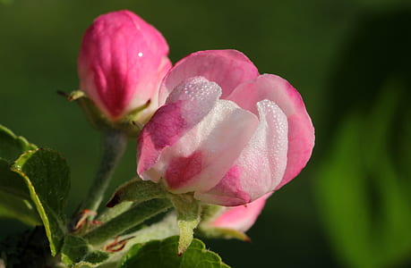 selective focus photography of pink rose flower thumbnail