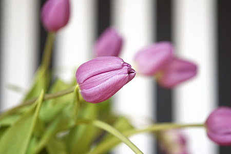 macro shot photography of purple flower thumbnail