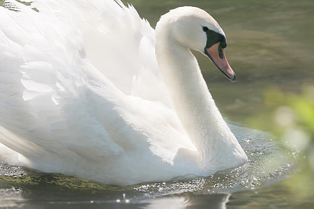 shallow focus photography of white swan thumbnail