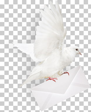 36 Pigeon Post Png Cliparts For Free Download Uihere